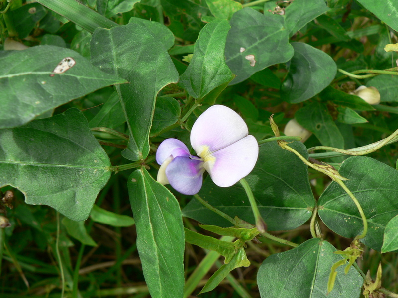 Vigna unguiculata unguiculata